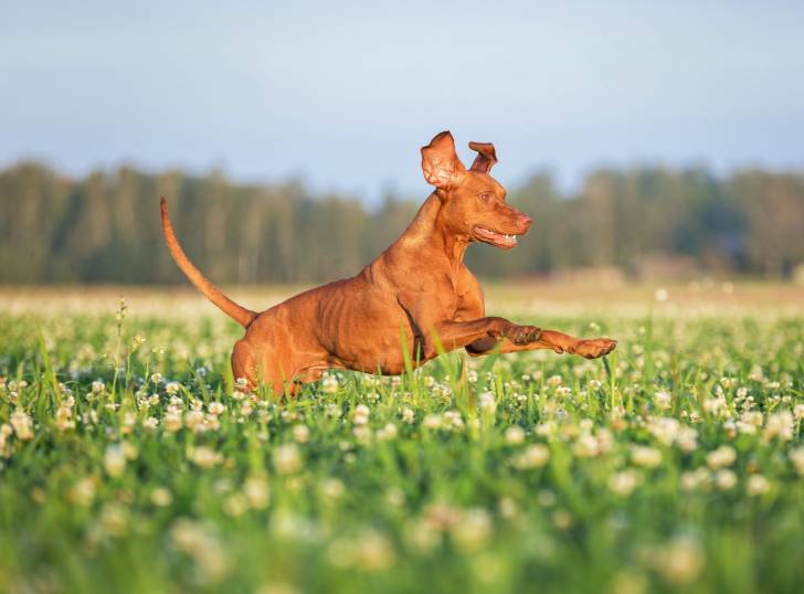 Photo Vizsla à Poil Court