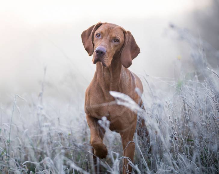 Photo Vizsla à Poil Court
