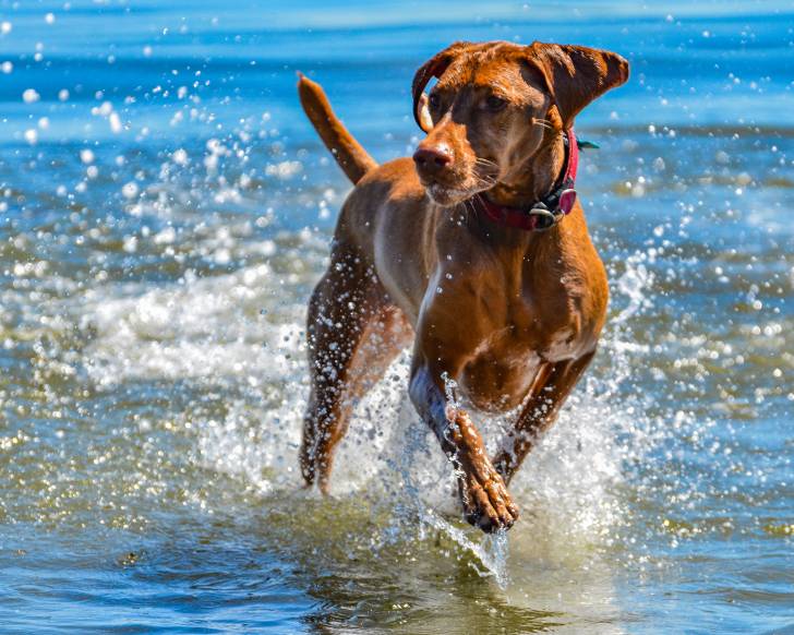 Photo Vizsla à Poil Court