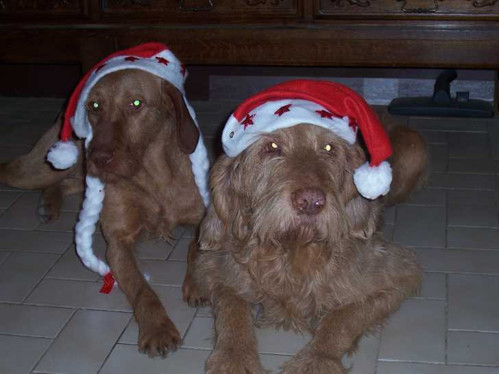 joyeux noel de la part de wanda barna ator - Vizsla à Poil Court Mâle (10 ans)