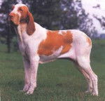 Braque Italien - Braque Italien