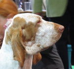 Photo Braque Italien