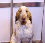 Photo Braque Italien