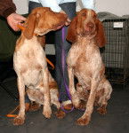 Photo Braque Italien