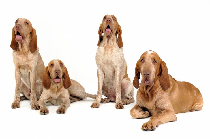 Photo Braque Italien