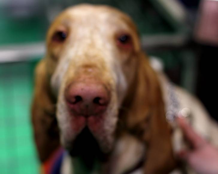 Photo Braque Italien