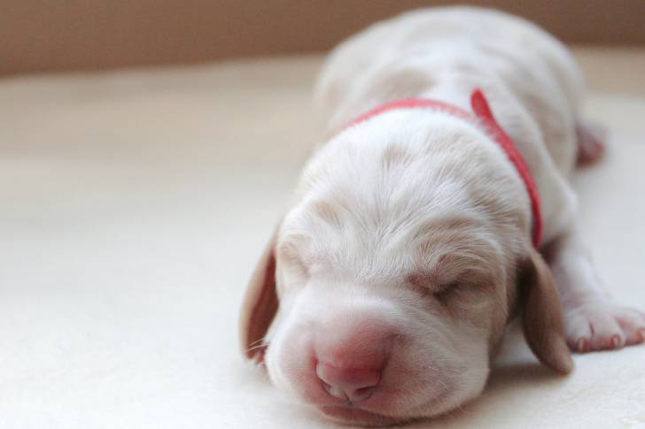 Photo Braque Italien