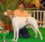 Braque Saint Germain - Braque Saint-Germain