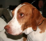 Photo Braque Saint-Germain