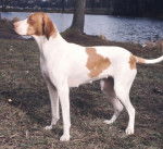 Photo Braque Saint-Germain