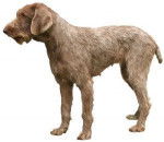 Photo Braque Slovaque à Poil Dur