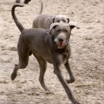 Photo Braque Slovaque à Poil Dur