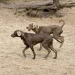 Photo Braque Slovaque à Poil Dur