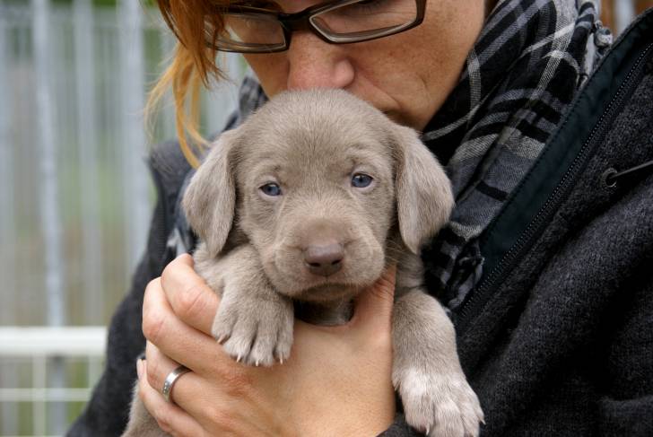 Photo Braque Slovaque à Poil Dur