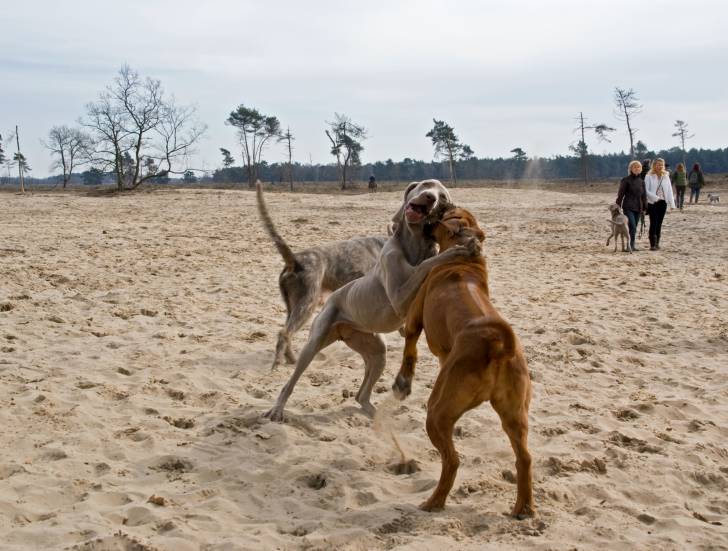 Photo Braque Slovaque à Poil Dur