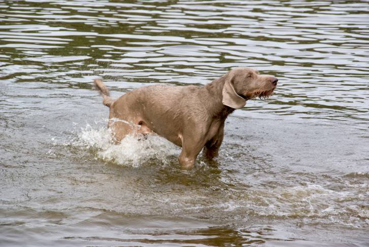 Photo Braque Slovaque à Poil Dur