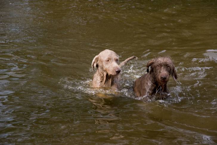 Photo Braque Slovaque à Poil Dur