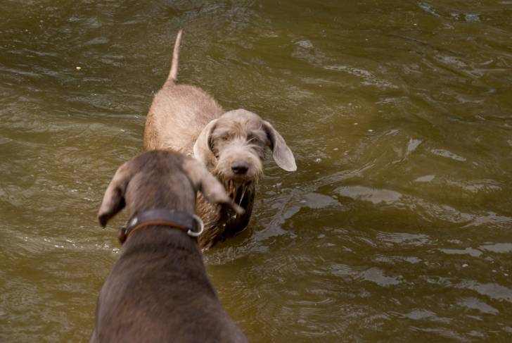 Photo Braque Slovaque à Poil Dur