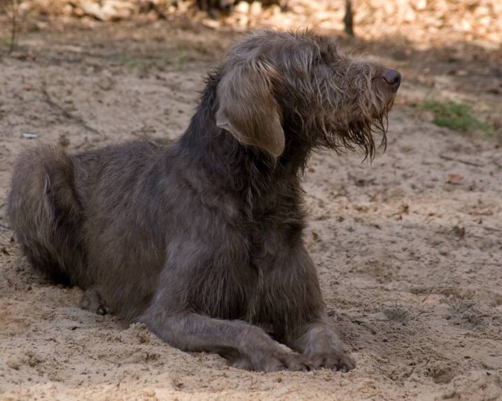 Photo Braque Slovaque à Poil Dur