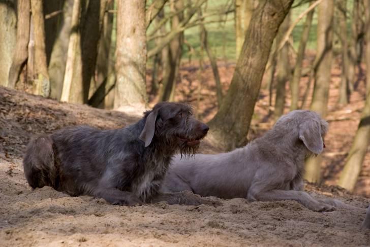 Photo Braque Slovaque à Poil Dur