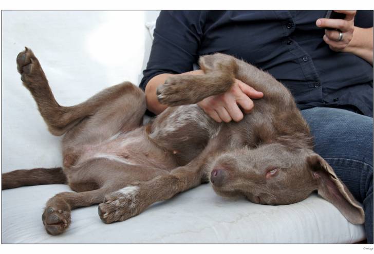 Photo Braque Slovaque à Poil Dur