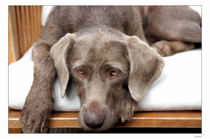 Photo Braque Slovaque à Poil Dur