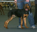 Photo Bruno du Jura type Bruno