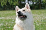 Photo Buhund Norvégien
