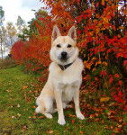 Photo Buhund Norvégien