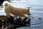 Photo Buhund Norvégien