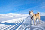 Photo Buhund Norvégien