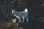 Photo Buhund Norvégien