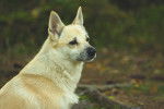 Photo Buhund Norvégien