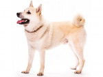 Photo Buhund Norvégien
