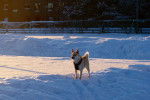 Photo Buhund Norvégien