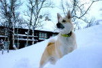 Photo Buhund Norvégien