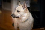 Photo Buhund Norvégien
