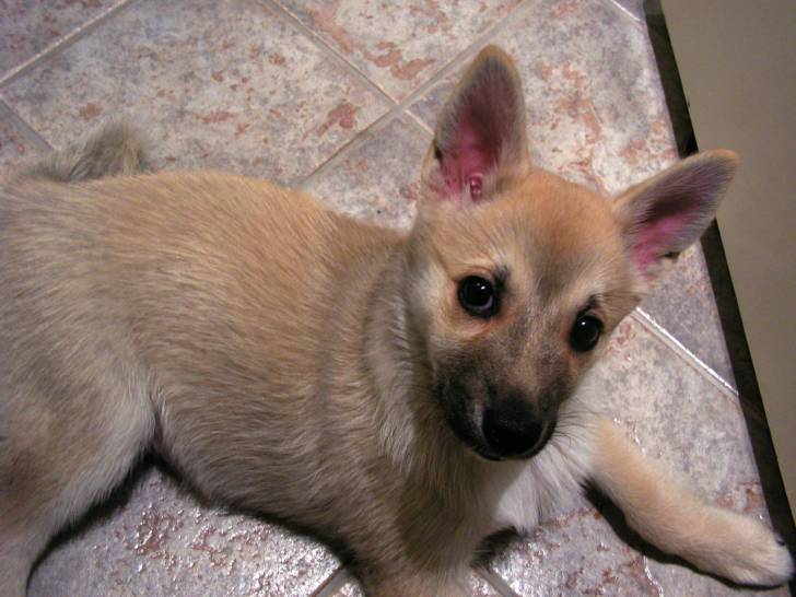 Photo Buhund Norvégien