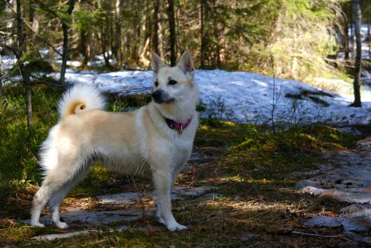 Le Buhund Norvégien