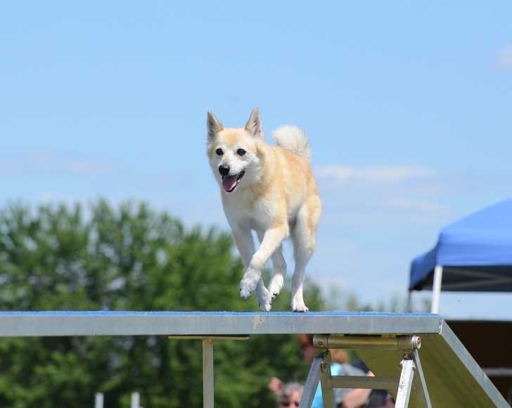 Photo Buhund Norvégien