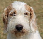 Photo Chien Courant d'Istrie à Poil Dur