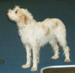 Photo Chien Courant d'Istrie à Poil Dur