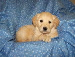 Bailey - Golden Retriever (2 mois)