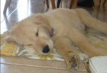Homero - Golden Retriever Mâle (3 mois)