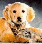 Camila y Botas - Golden Retriever (3 mois)