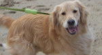 My Dog At Beach - Golden Retriever Mâle (6 ans)