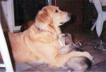 Studley - Golden Retriever Mâle (15 ans)