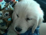 Sapphire... Number 1 Pic - Golden Retriever (3 mois)