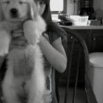 Sapphire... Number 3 Pic - Golden Retriever (3 mois)