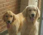 roque y bella(mama de marley) - Golden Retriever